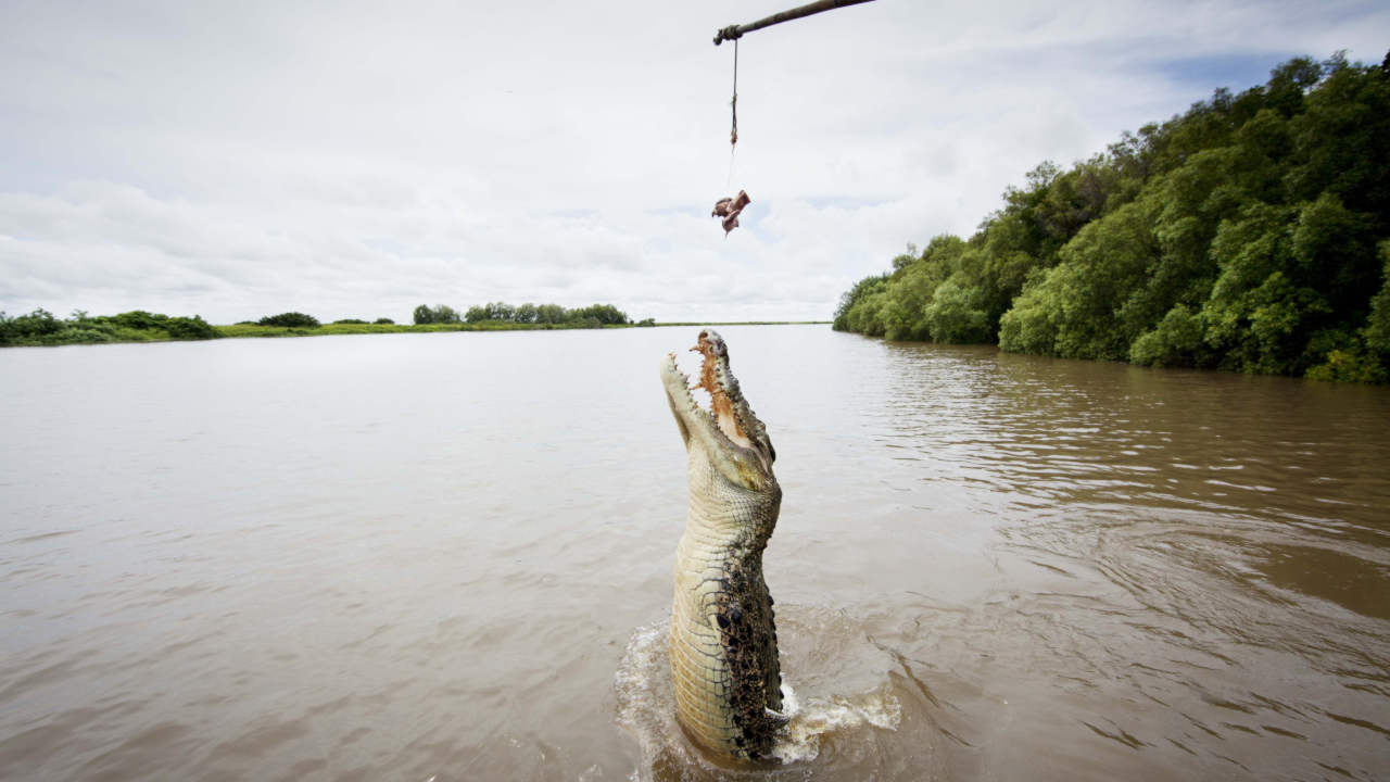 A saltwater crocodile jumps out of the Adelaide River for some meat.